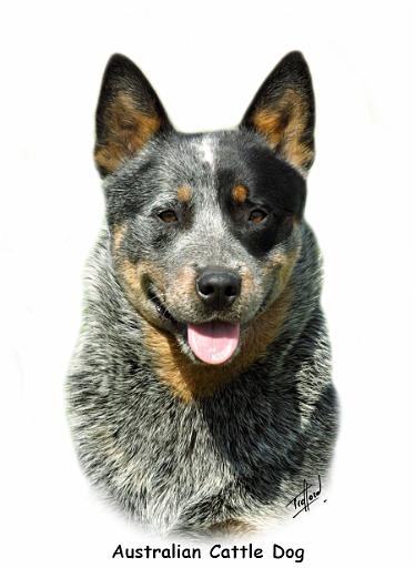 Australian Cattle Dog 9F061D-03_2.jpg